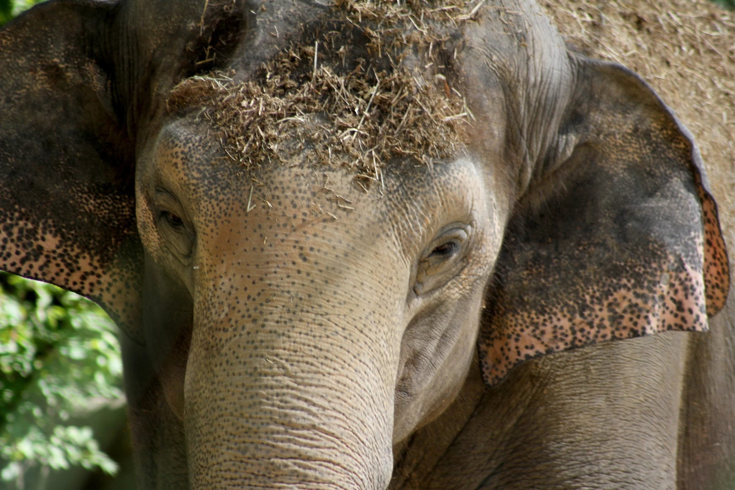 elephant.jpg