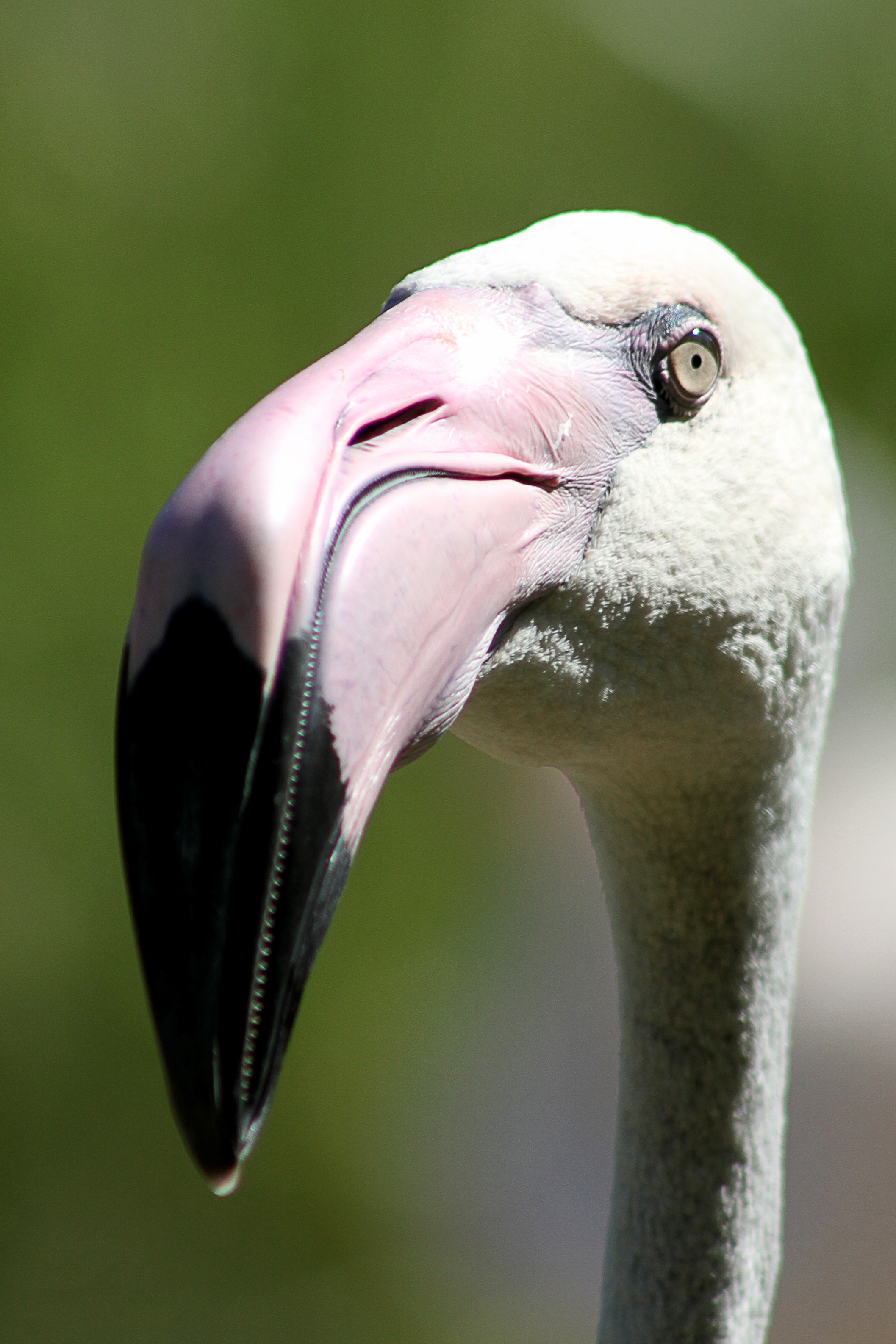 flamingo.jpg