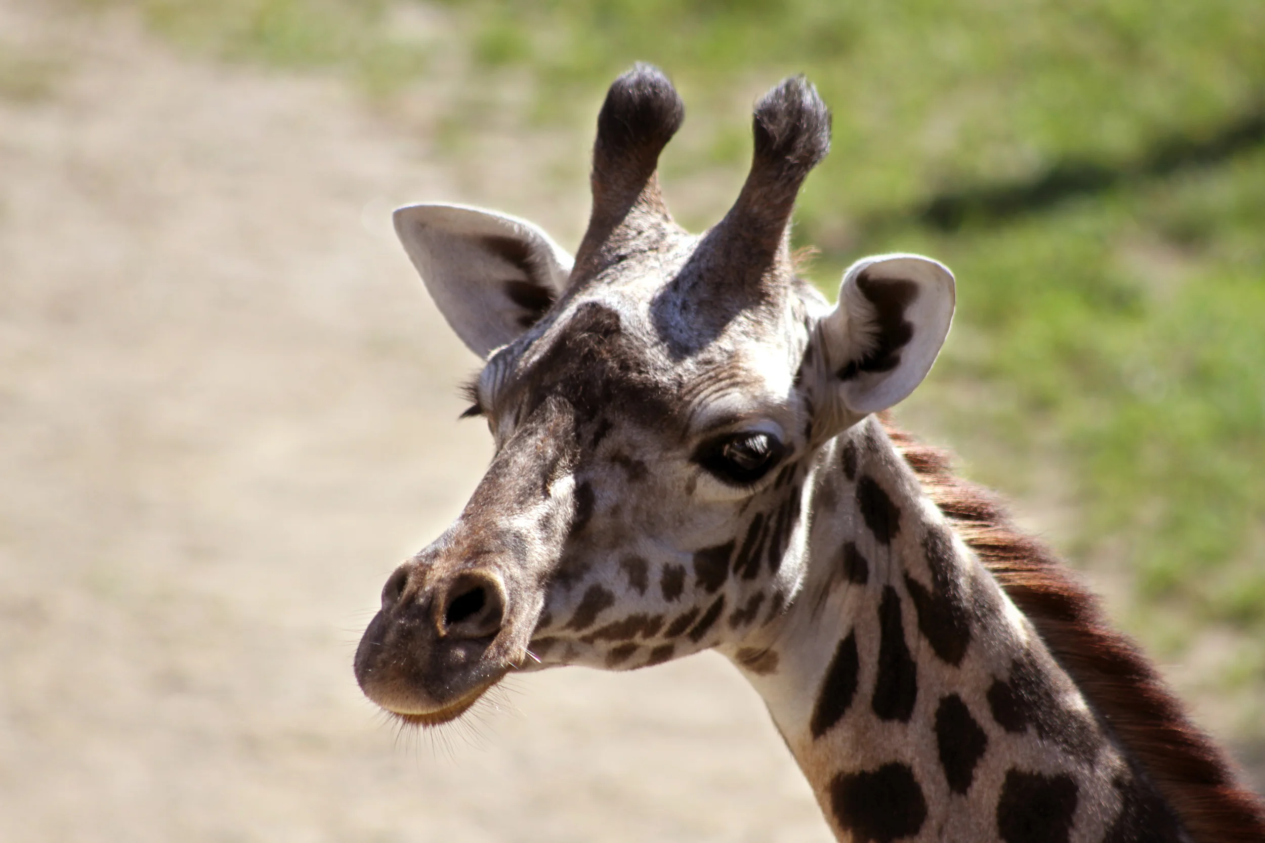 giraffe.jpg