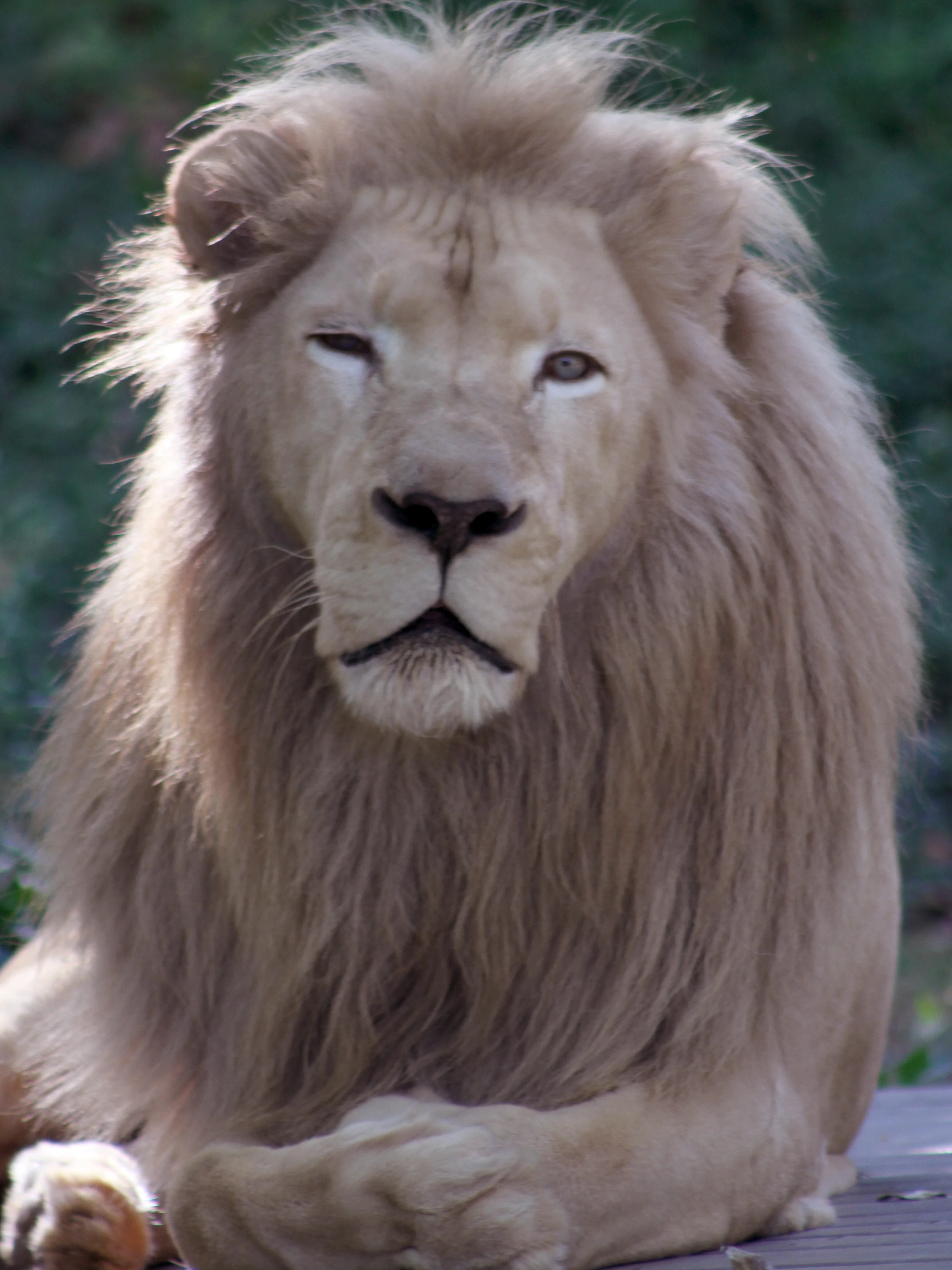 lion stare.jpg