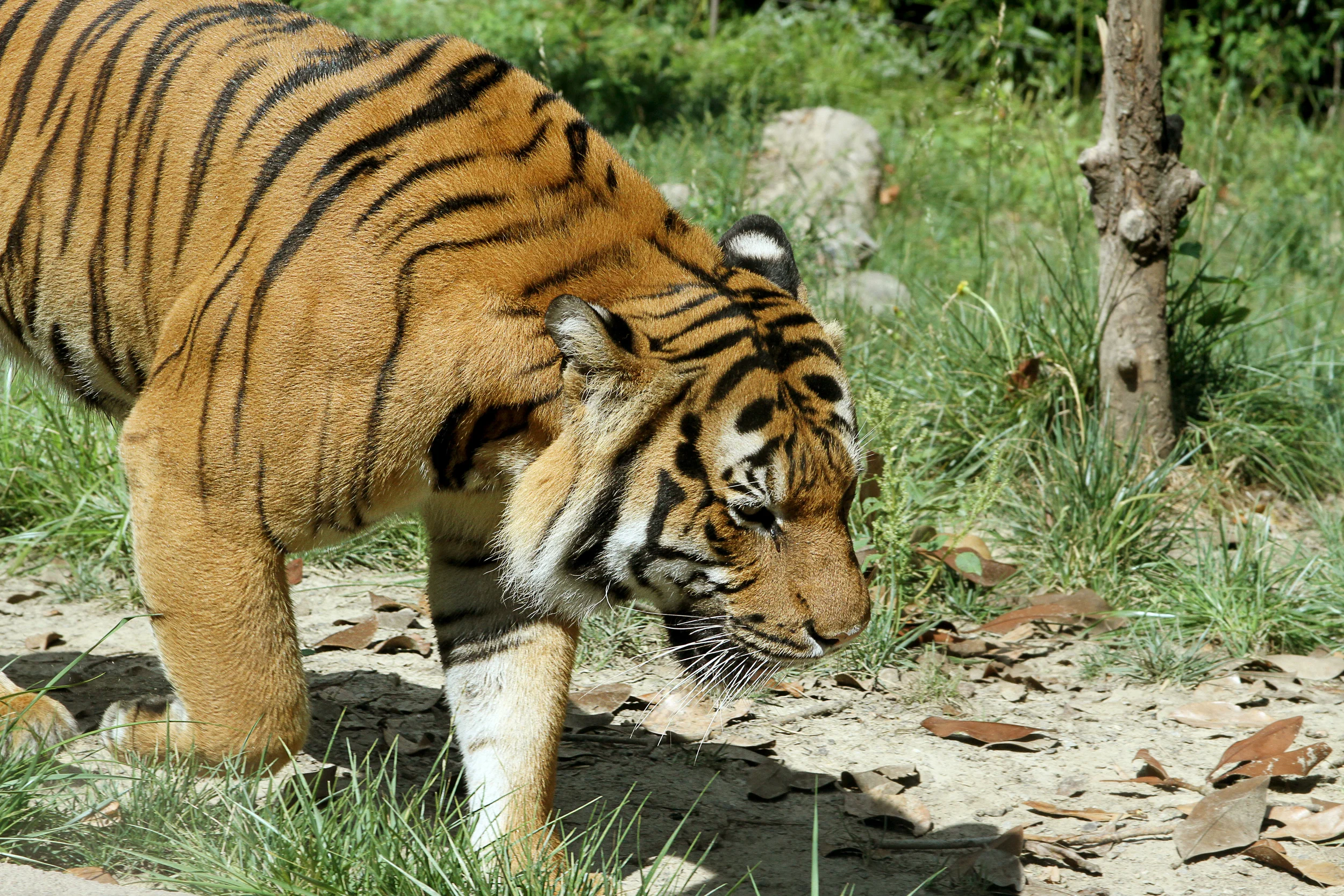 tiger.jpg