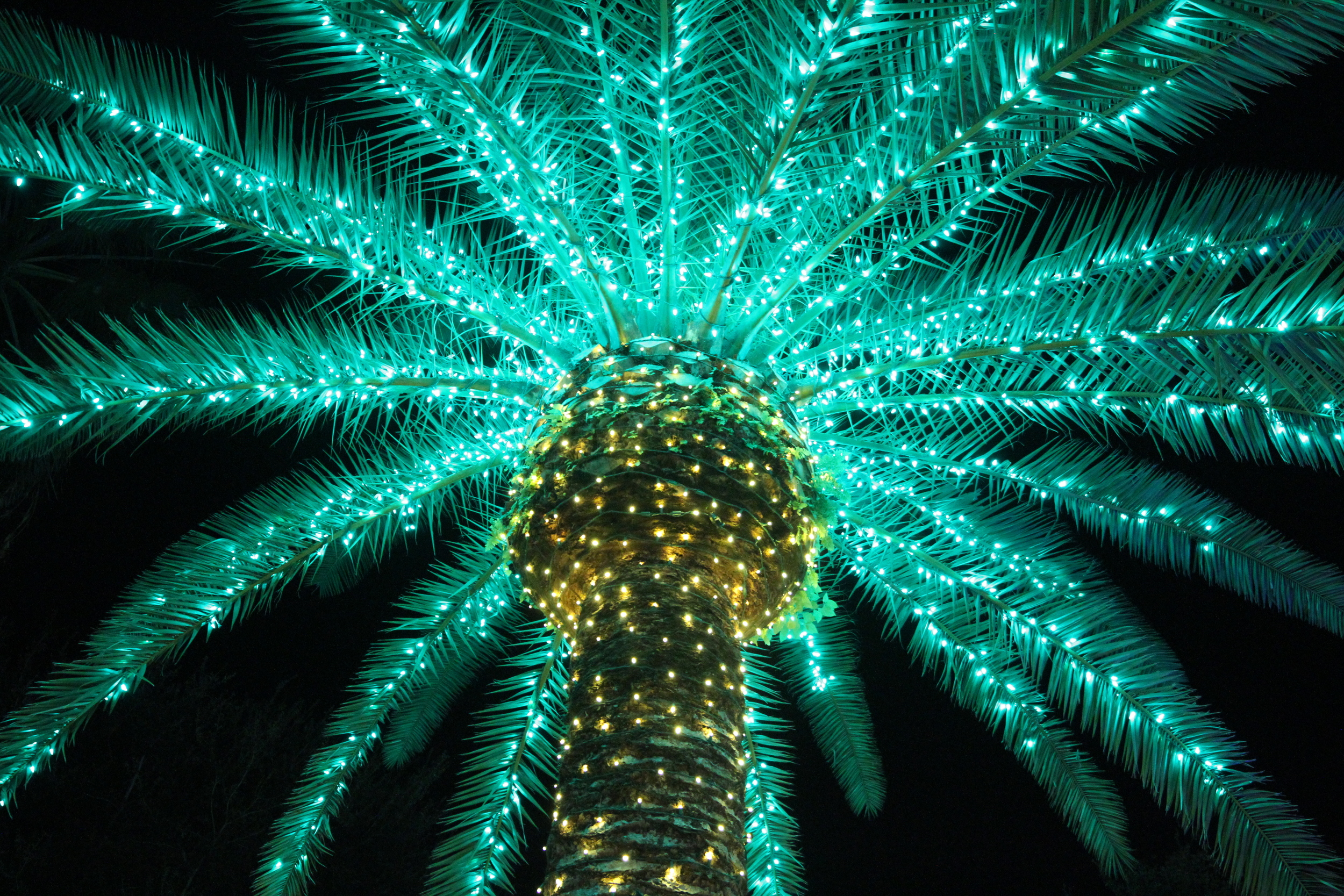 Palm Light.JPG