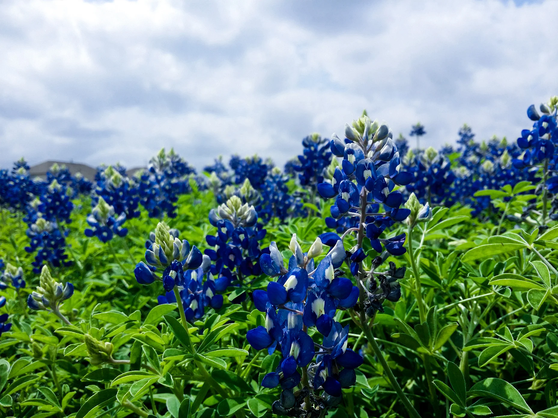 blue lupine.jpg