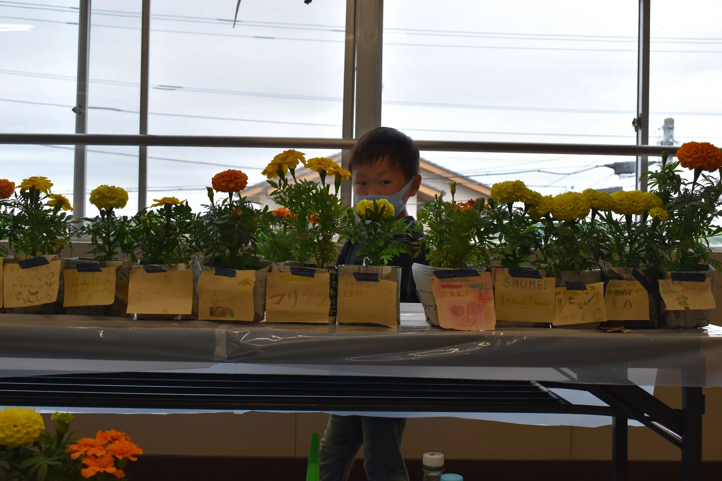 Behind the marigoldas.jpeg