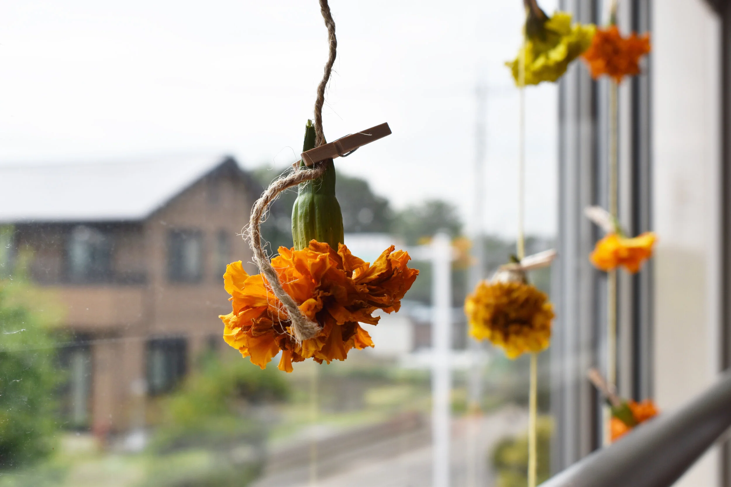 Drying marigolds for pigment.jpeg