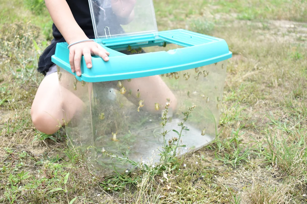 Collecting frogs.jpeg