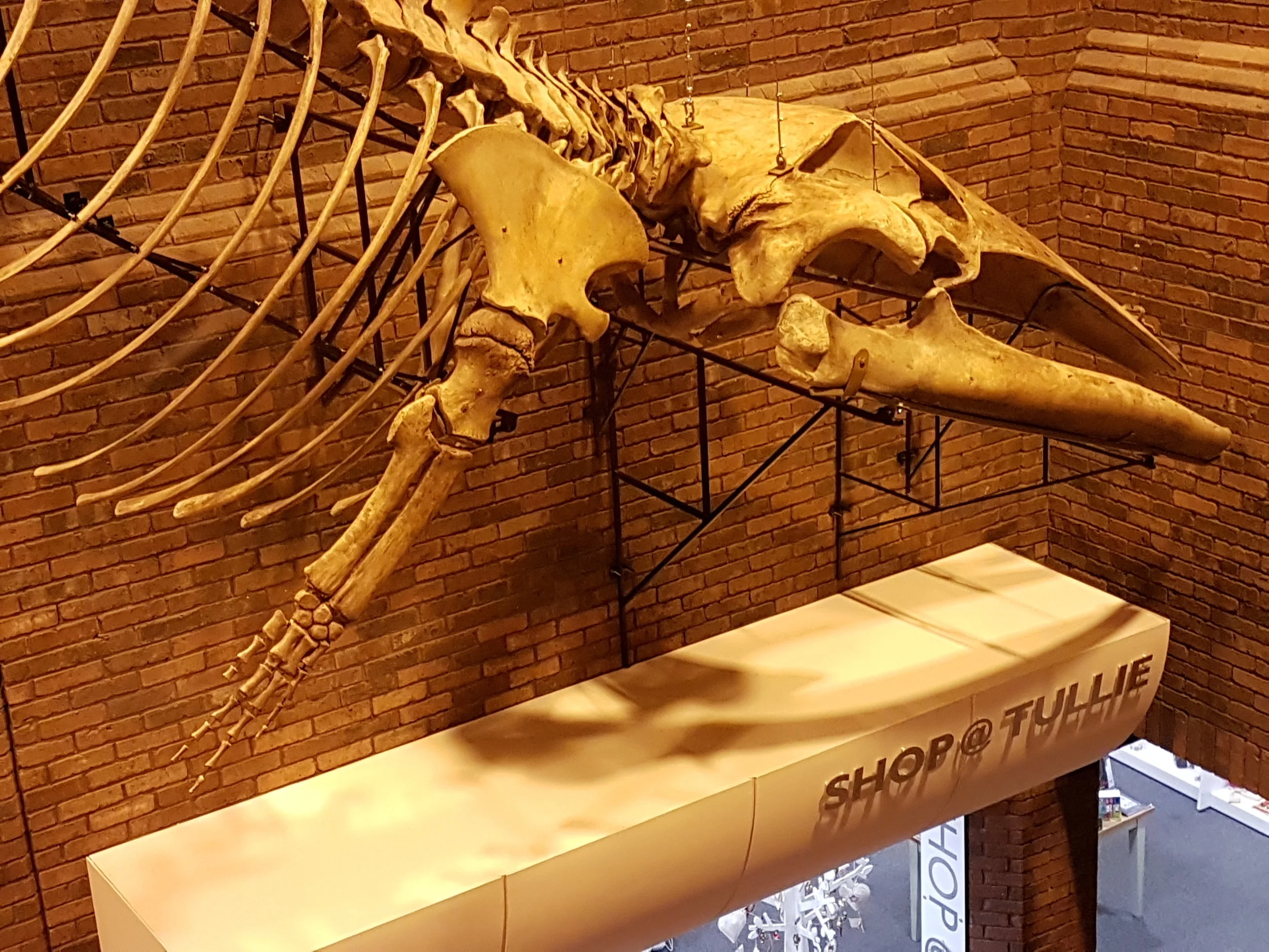 Drigsby the whale - replacement limb 3d scanned & printed by ThinkSee3D