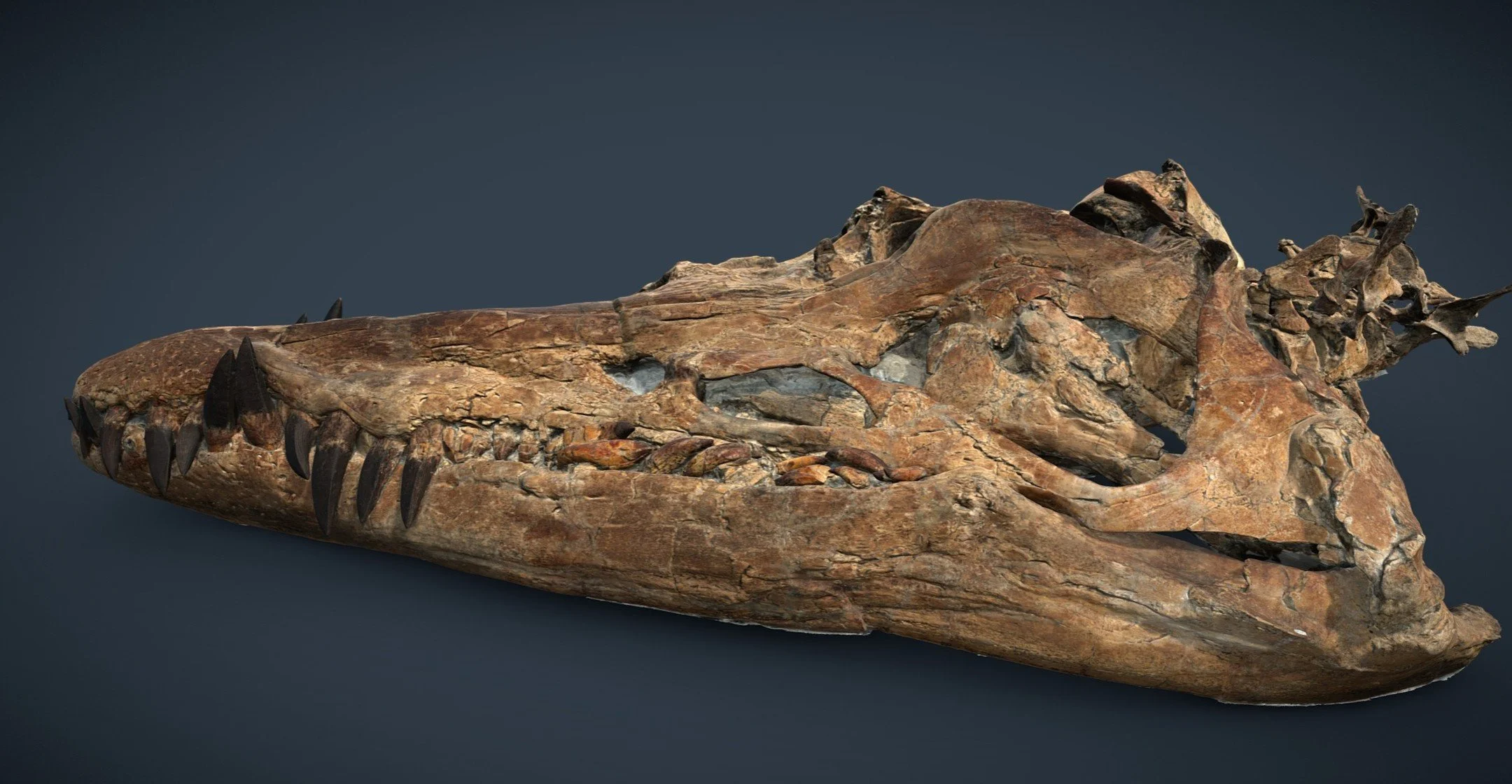TS3D's Steve Dey was at the Etches Collection @tec_kimmeridge on the Jurassic Dorset coast in June to produce a new high-res digital 3D model of their famous #pliosaur skull. This remarkable find is one of the best preserved pliosaur skulls ever extr