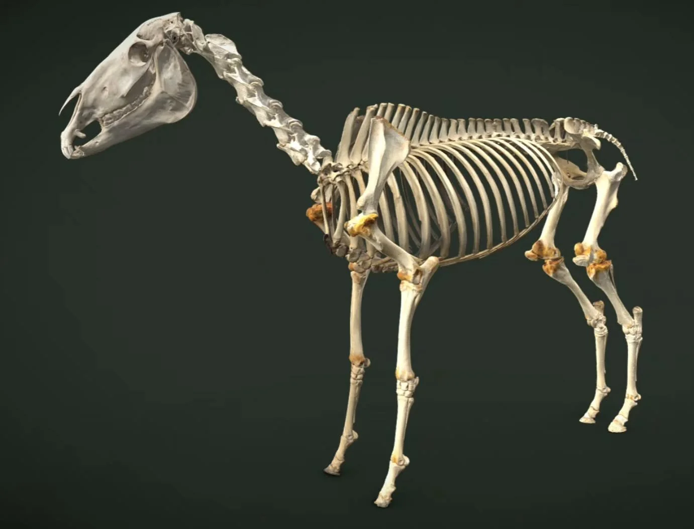 This was a challenge! A new #3D #photogrammetry scan, model &amp; render of the skeleton of a famous 18th century racehorse. Now housed at the @royalvetcollege. 'Eclipse' is one of the most famous racehorses of all time &amp; progenitor of nearly all