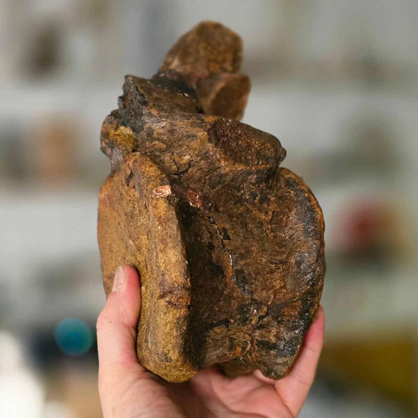 A real dinosaur fossil and a real ancient Egyptian shabti visited us this week for 3D scanning. The dino is on its way to the NHM, the current owner wants a copy, and the shabti is on its way to Manchester Museum.  So we are currently making a lot of