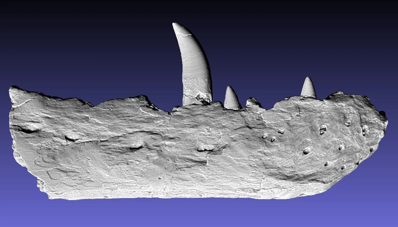 BucklandMegalosaurDentary_ER1.jpg