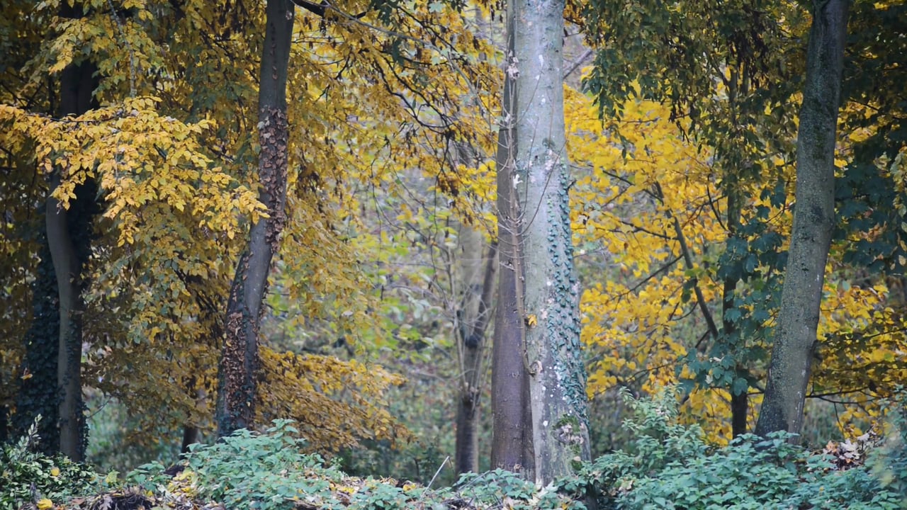 The Woodland Cabin