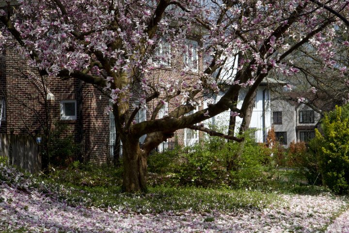 University Heights in Spring