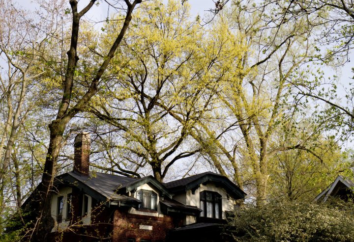 University Heights in Spring