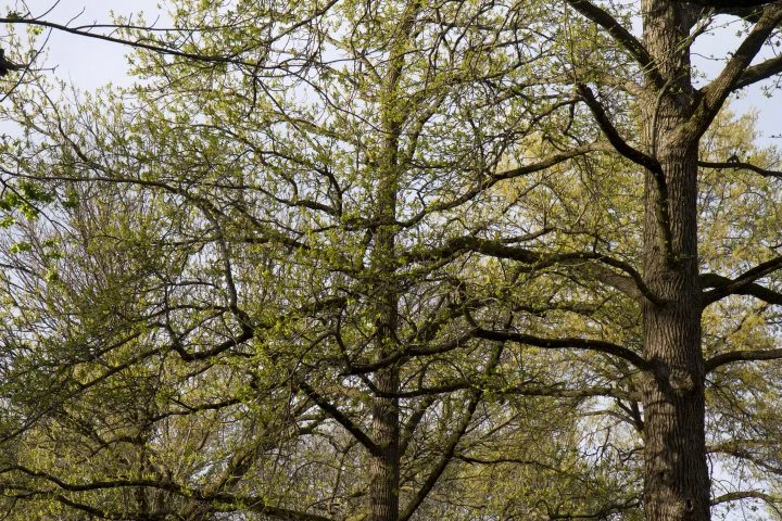 University Heights in Spring