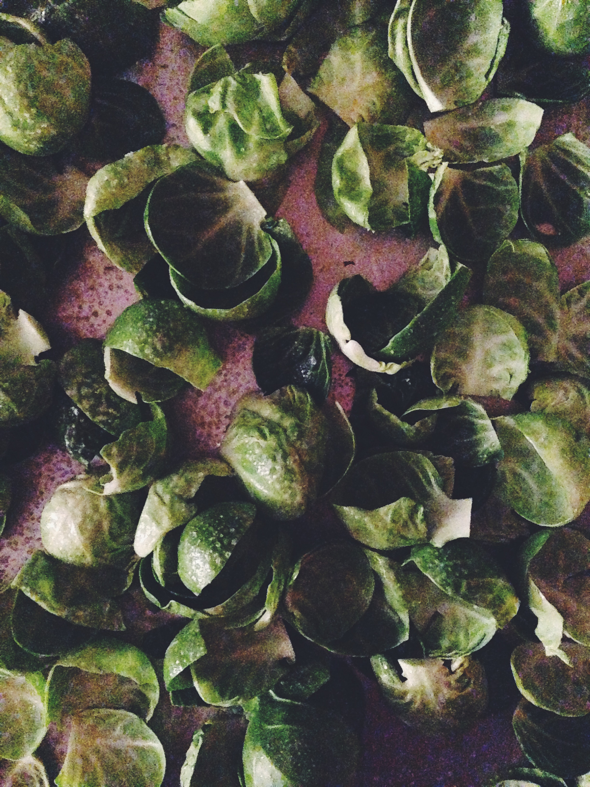 Brussel Sprout Chips