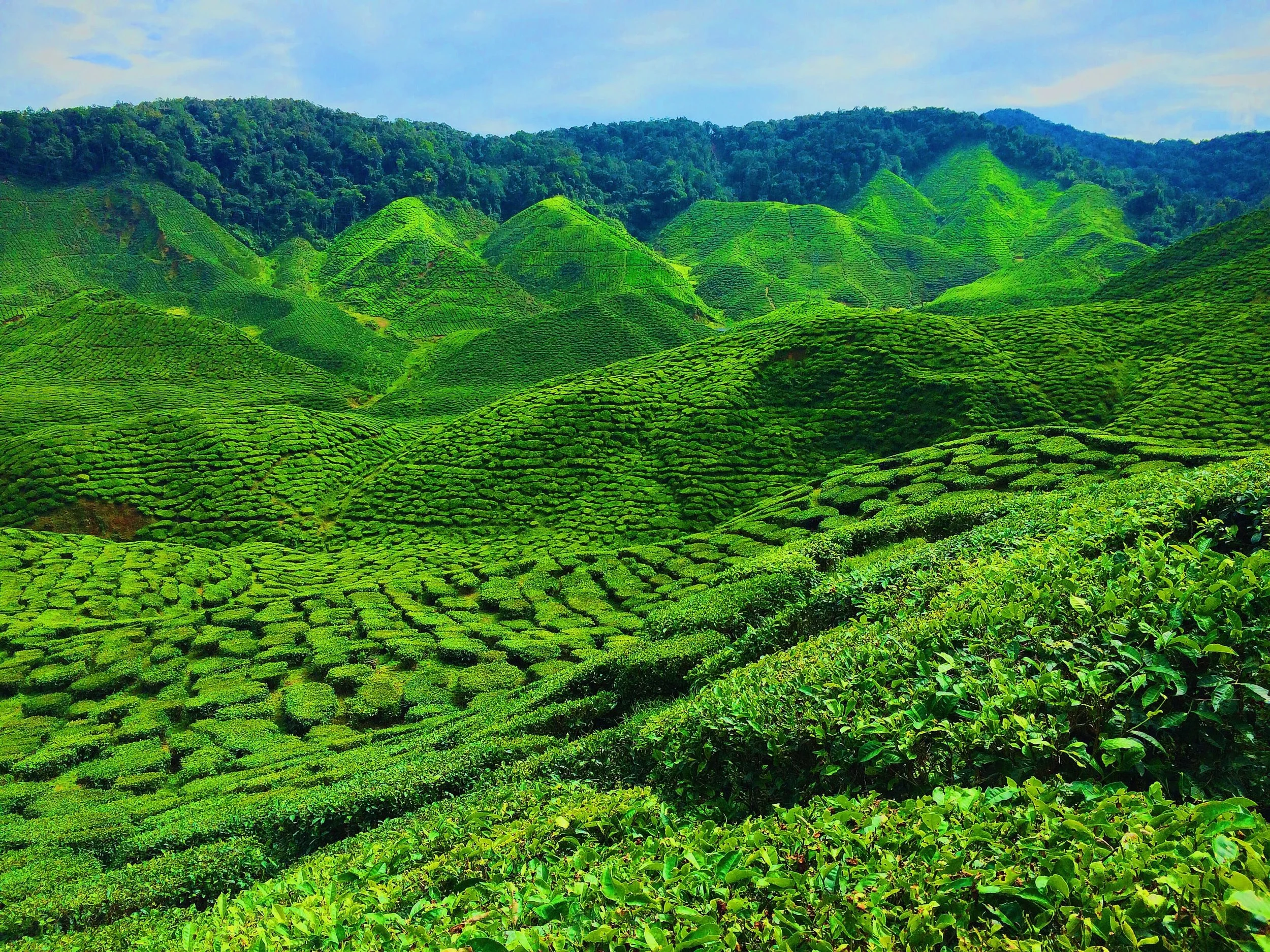 Cameron Highlands (final).JPG