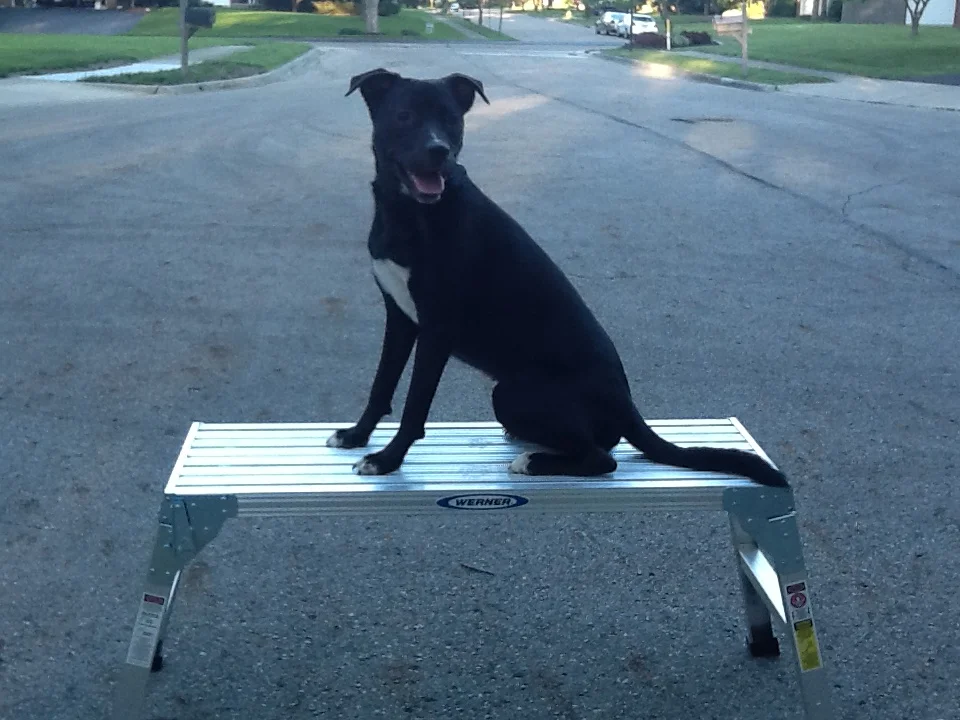 Off Leash Training — Your Divine K9