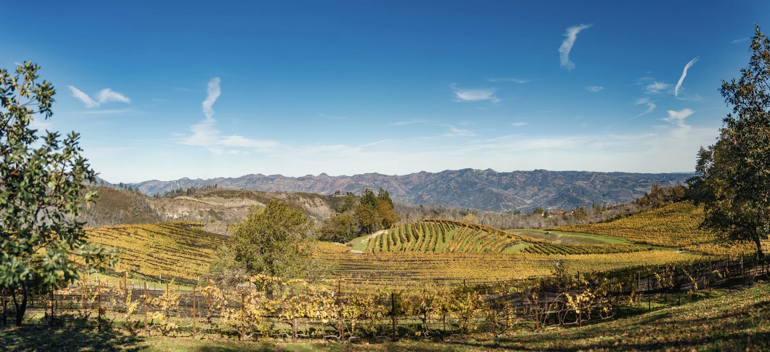 Napa_25_1324.jpeg