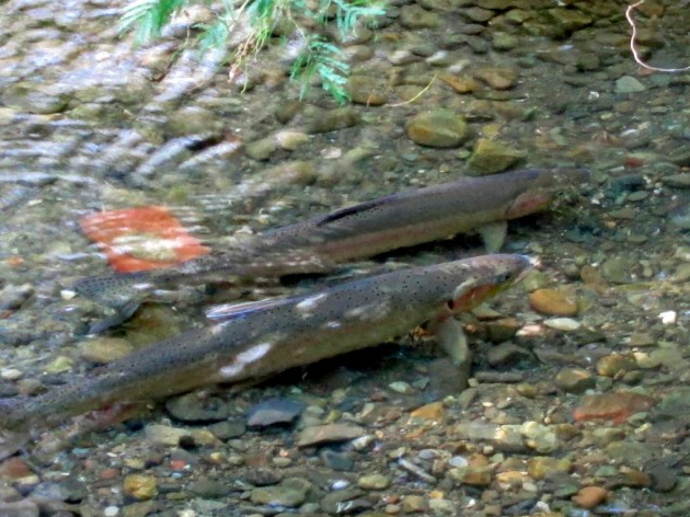 Steelhead trout flopping around in dried up Palo Alto creekBAY NATURE / March 11, 2013It’s a pretty sorry sight to see a threatened steelhead trout flopping around without enough water.But that’s what’s happening in San Francisquito Creek in Palo Al…