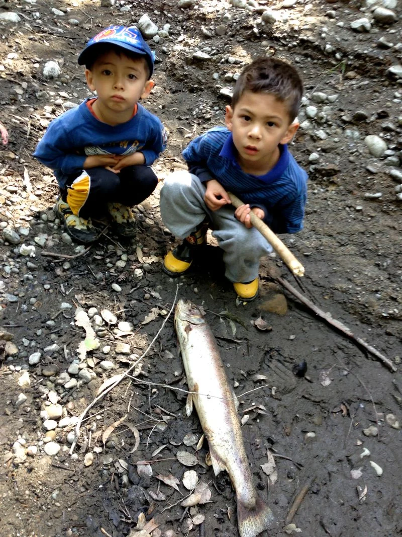 Photo courtesy of Menlo Park resident and Stanford alumnus Mike Lanza, who often explores the San Francisquito Creek with his young children. This dead adult steelhead was stranded in 2013 in a dry creek bed downstream of Stanford University's Searsville Dam and other water diversions. 