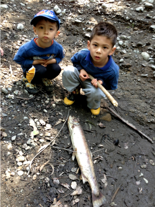 2013: Menlo Park residents found a dead adult steelhead in the San Francisquito Creek bed. Photo courtesy of Mike Lanza. More at http://www.stanforddaily.com/2014/12/21/stanford-should-abandon-the-searsville-dam/