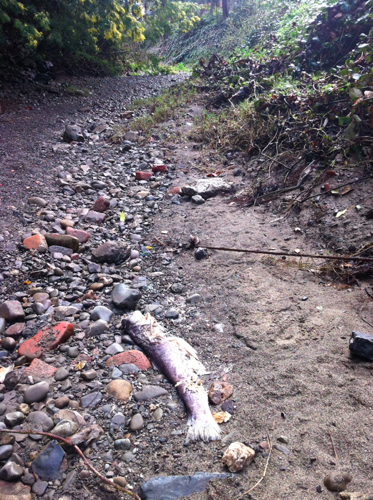 2012: two dead steelhead were found in a dewatered portion of the San Francisquito Creek. Photo courtesy of Matt Stoecker. More at Bay Nature: Steelhead trout flopping around in dried up Palo Alto creek