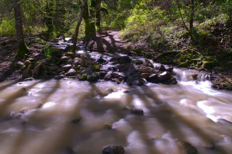 REPORT: Steelhead in San Francisquito Creek would recover with Dam RemovalSan Jose Mercury News / December 20, 2014Federally threatened steelhead trout could return to the creeks upstream of Stanford University's Searsville Dam within weeks if the s…