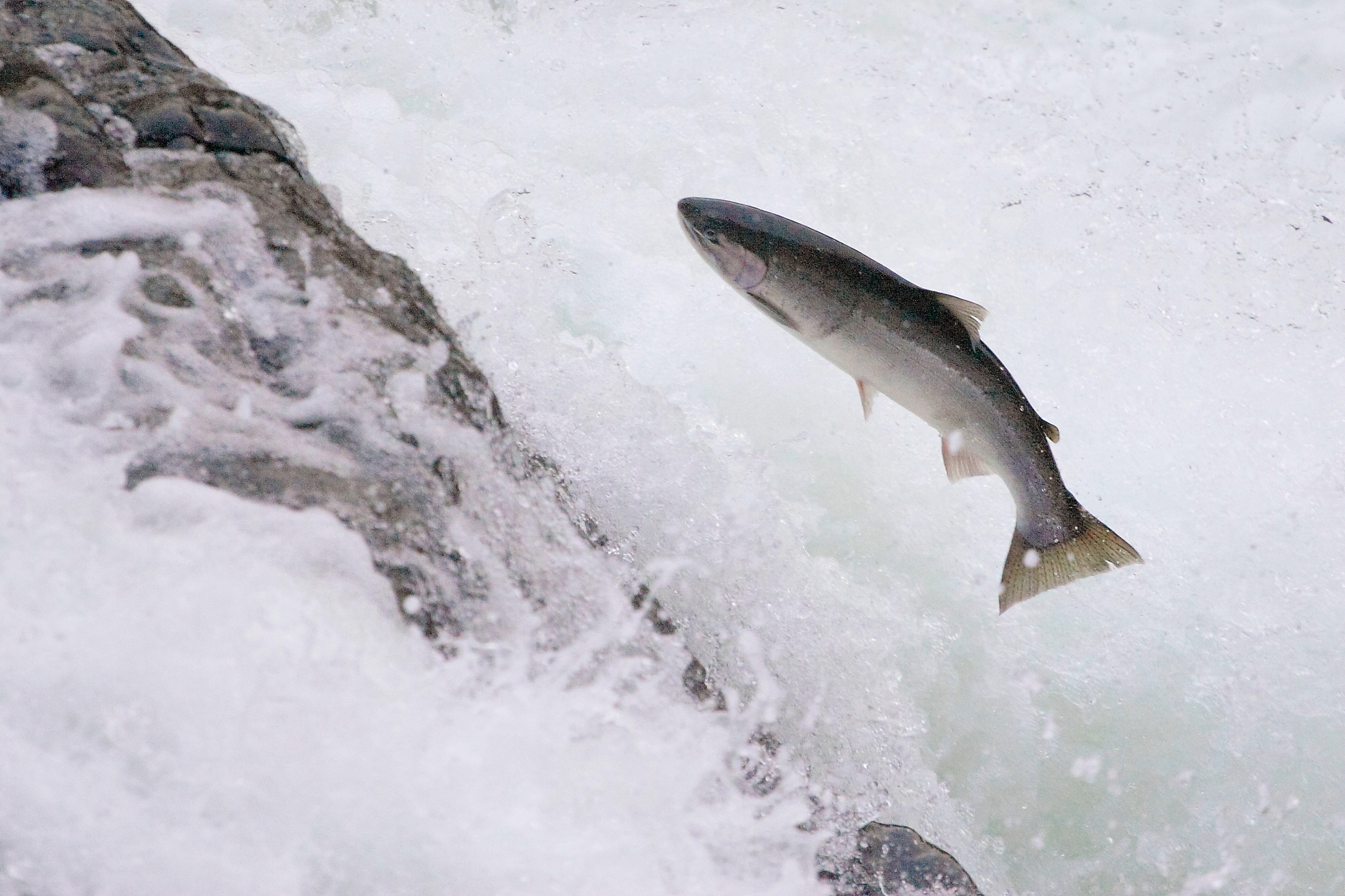 Oncorhynchus mykiss