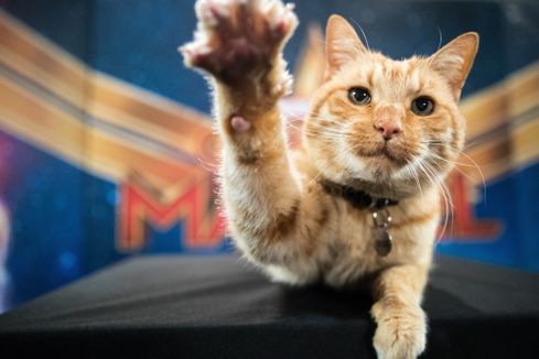 46bc775c-390c-4f1d-a76f-846ed43cfd24-XXX_Reggie_the_cat_20190222_USA_djm_0020.jpg