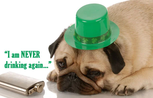 st-patricks-day-pug-hangover.jpg