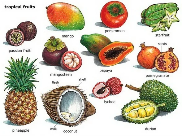Tropical fruits, although I'm not sure this picture is correct….persimmons grow lots of places so I'm not sure they are like other tropical fruits….