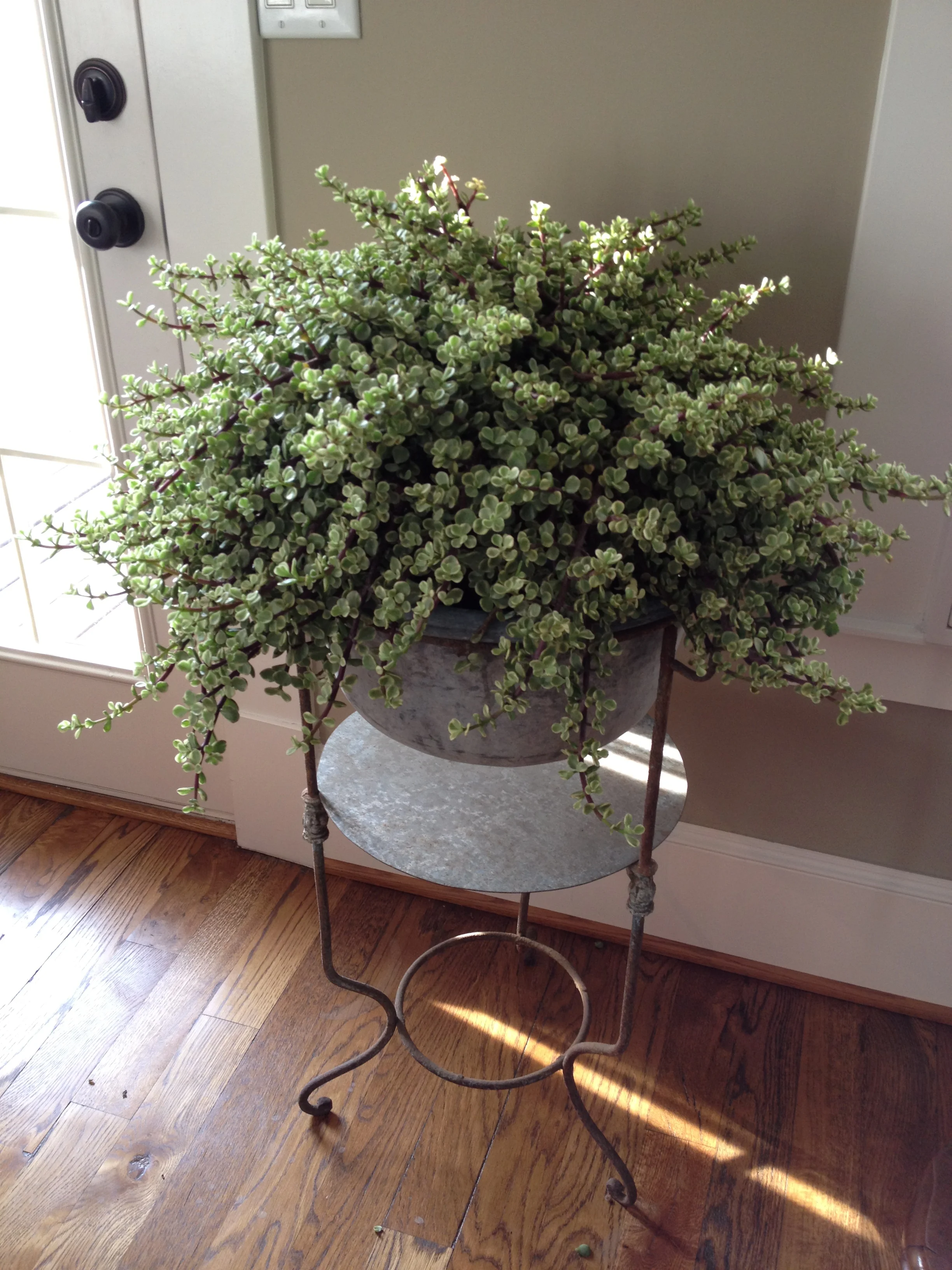 A beautiful plant I had in my bedroom, that sadly I overwatered and it died!