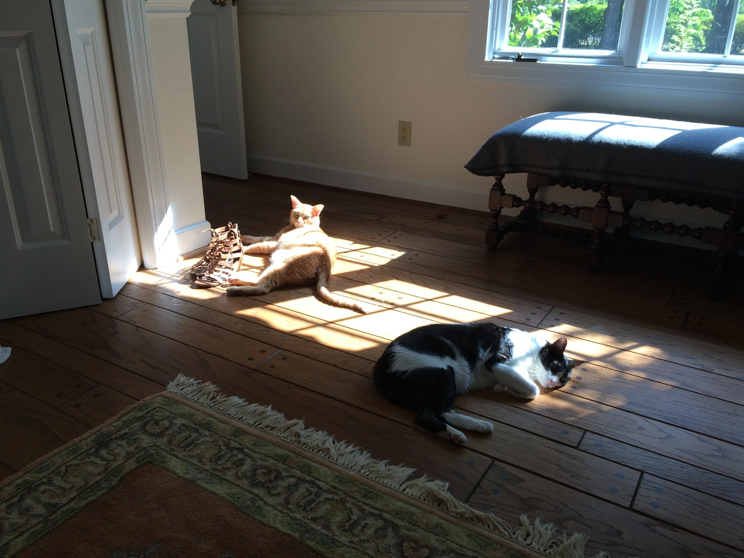 My boys find some sun….