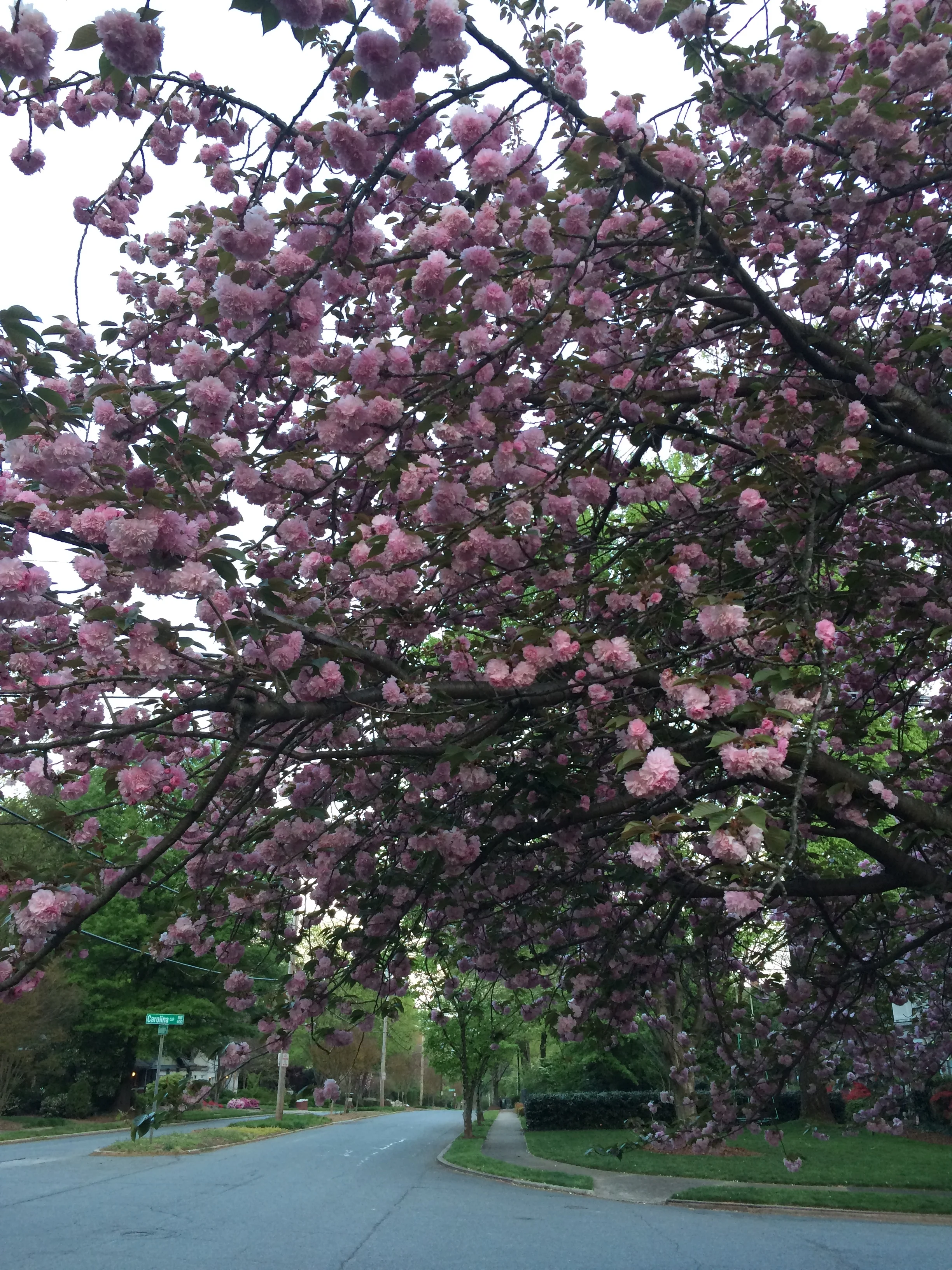 A little more Spring color! 