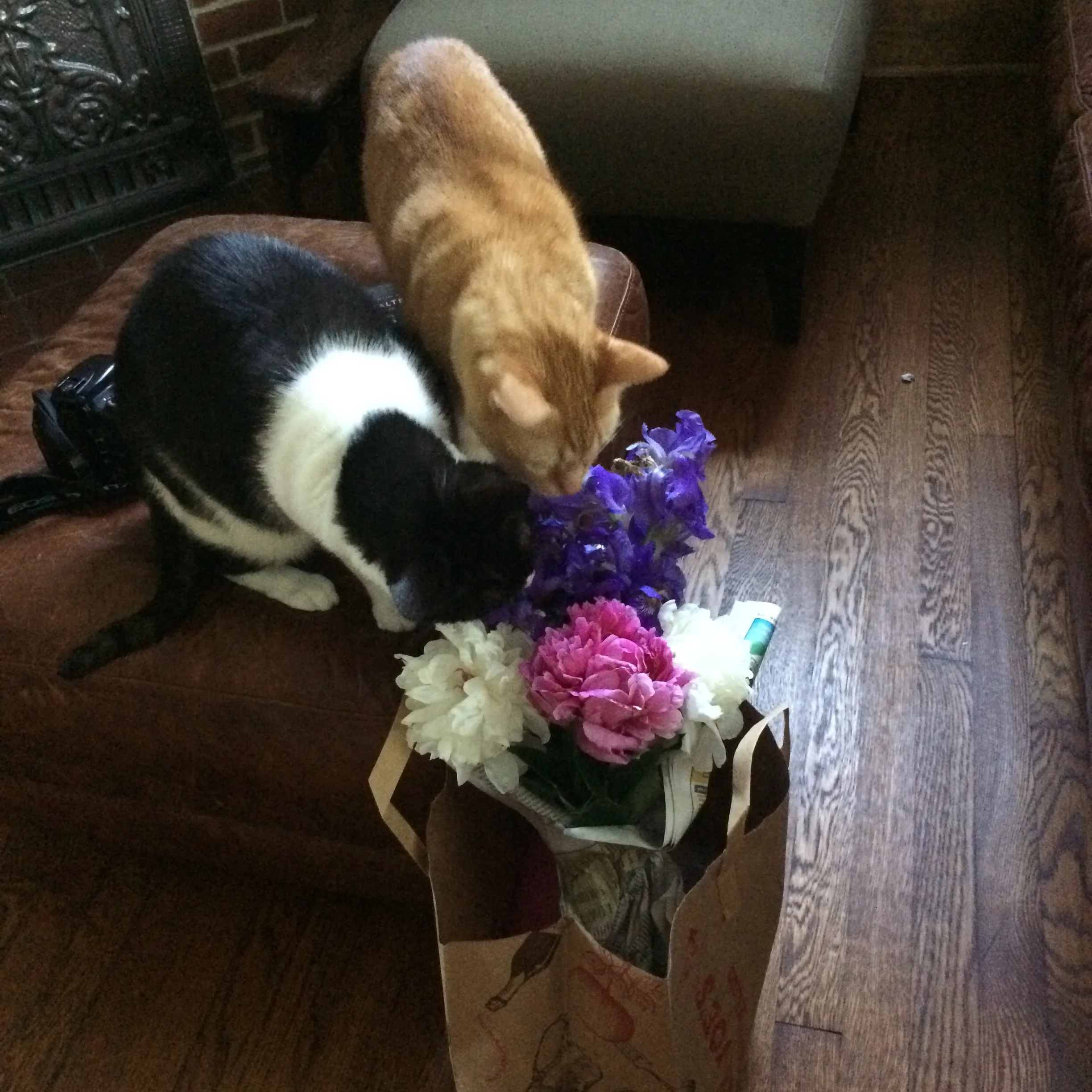 The boys checking out the bouquet I made from my yard for my Mom on Mother's Day....kitty approved! 