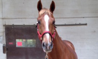 Romeo