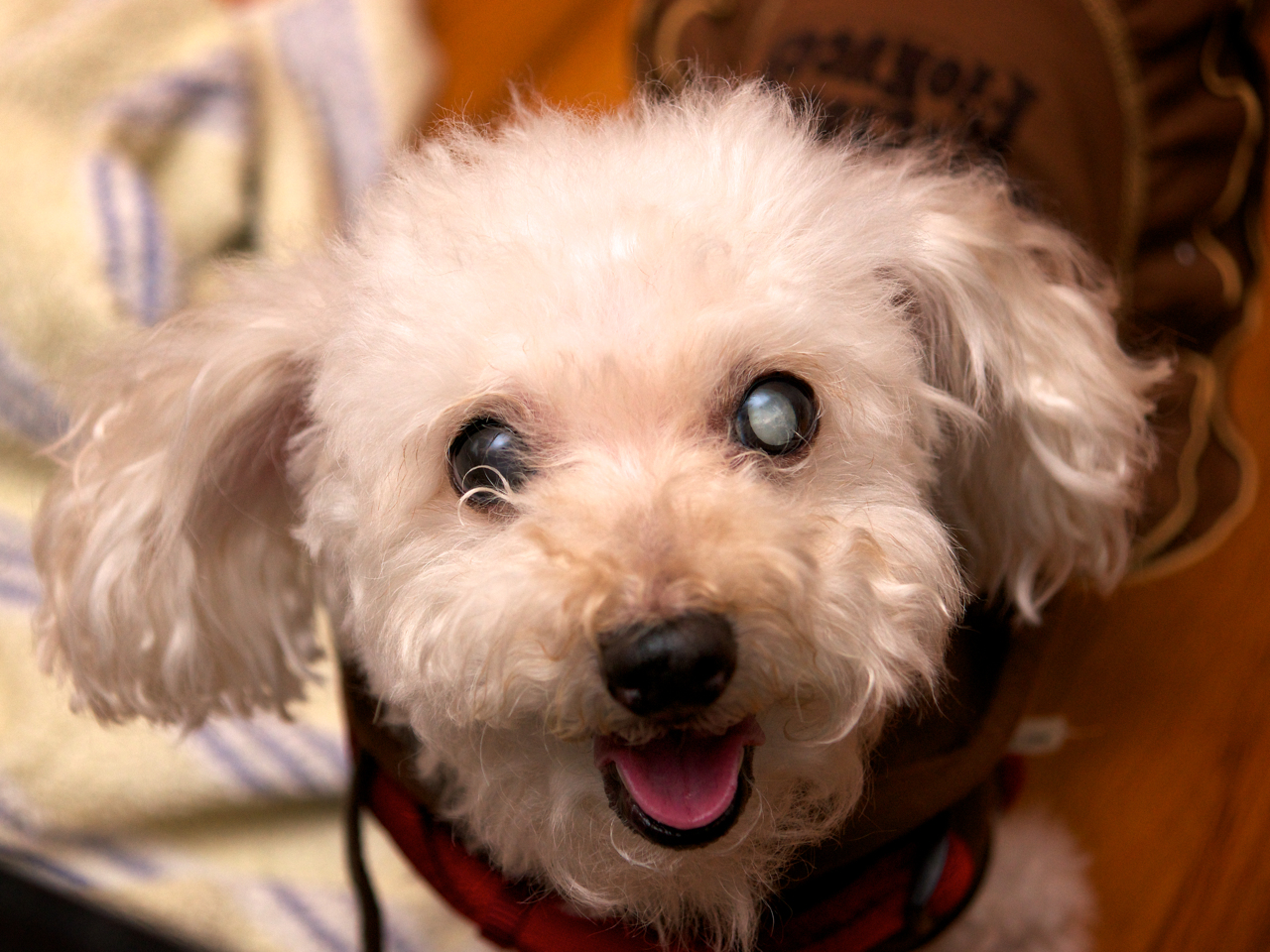 Musd the poodle (million U.S. Dollars) 6-2-2001 to 3-14-2017. rest in peace, dear friend