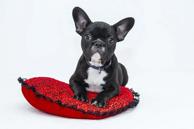 bulldog-1047518_640.jpg