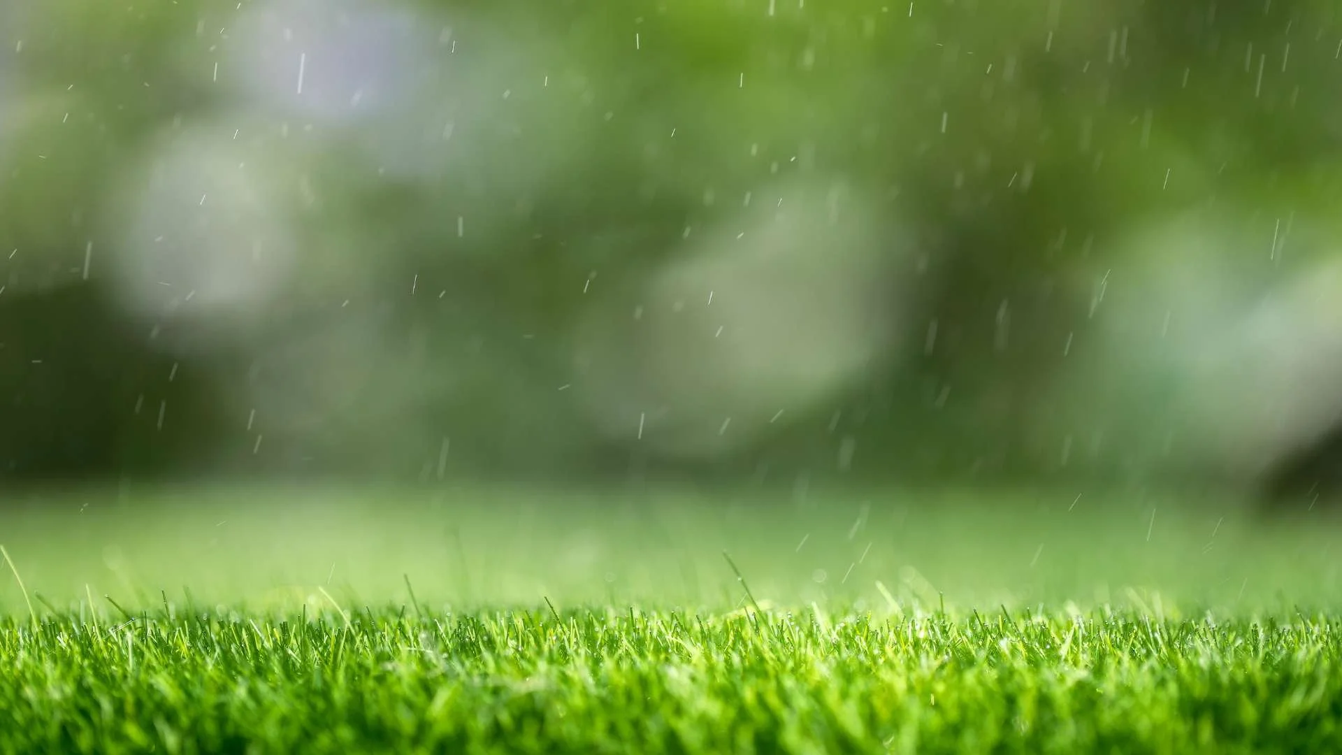 Pros and Cons of Artificial Grass for Your Backyard