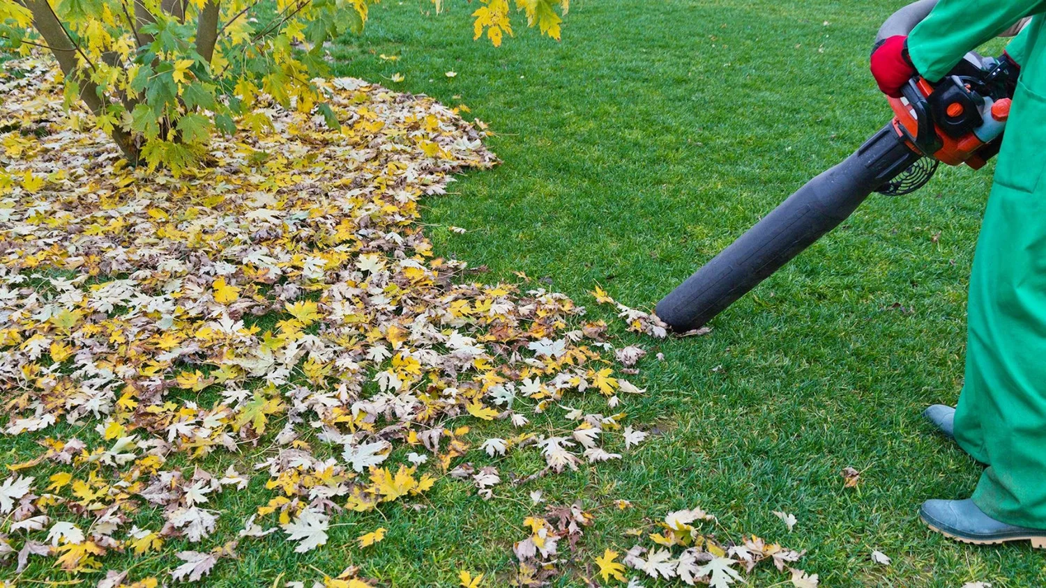 Best Practices for Leaf Vacuuming Yard: Expert Tips for Efficiency