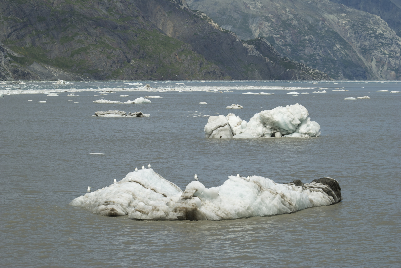 Birds on a berg G bay JH glacier July .jpg