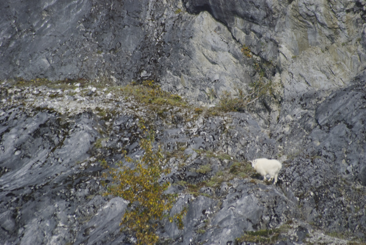A mountain goat on Gloomy Knob