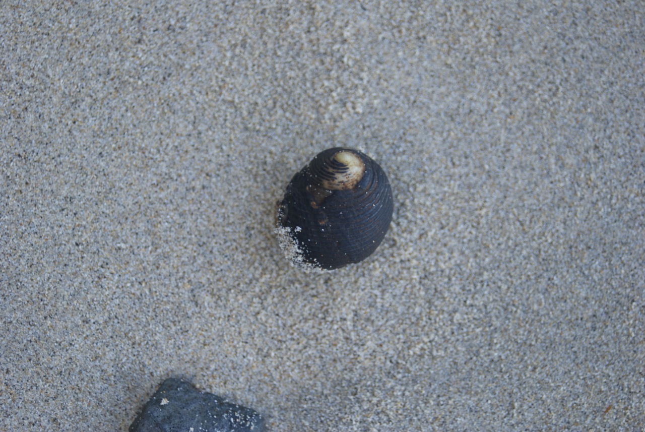 Hermit crab