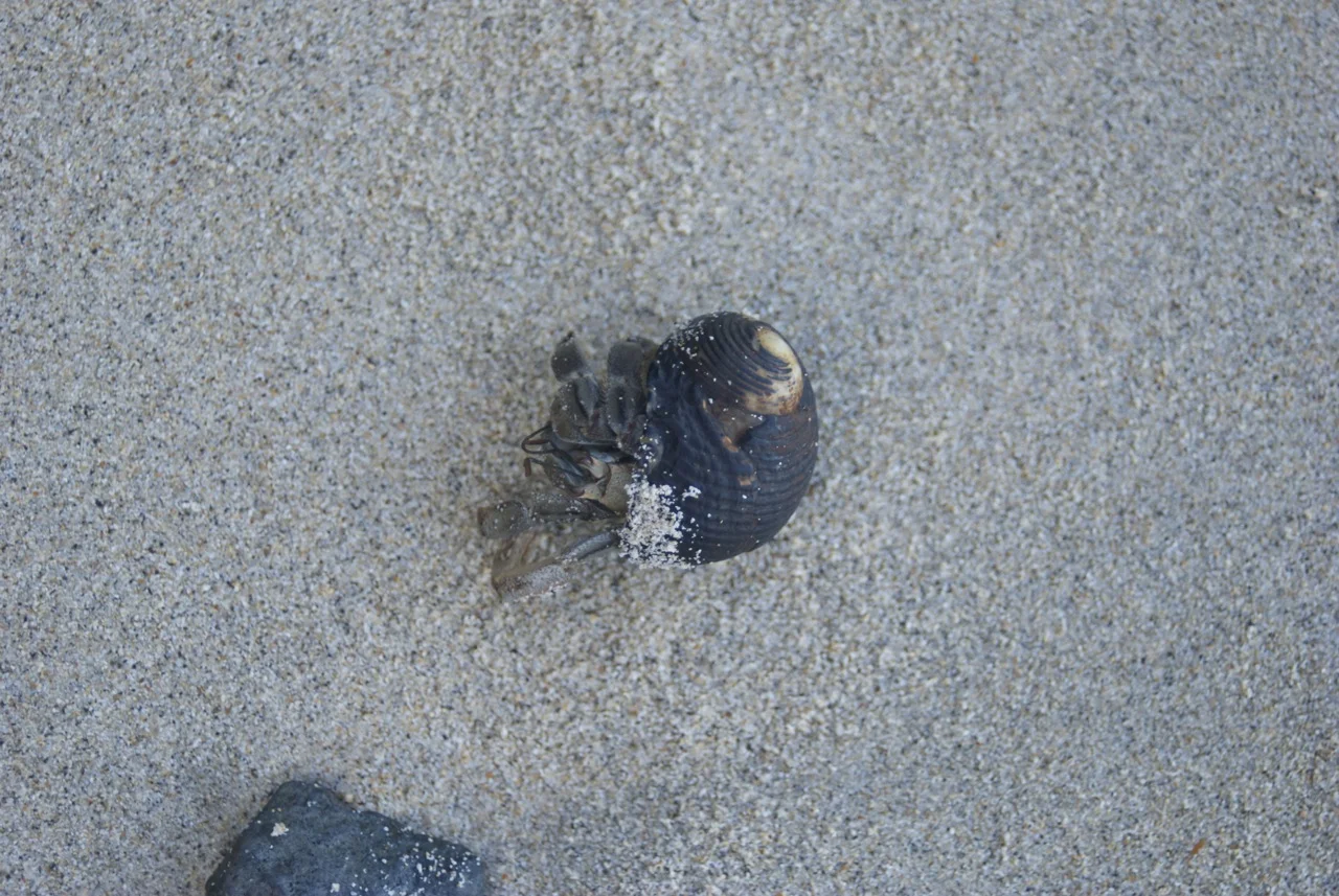 trying to pretend it was just a shell