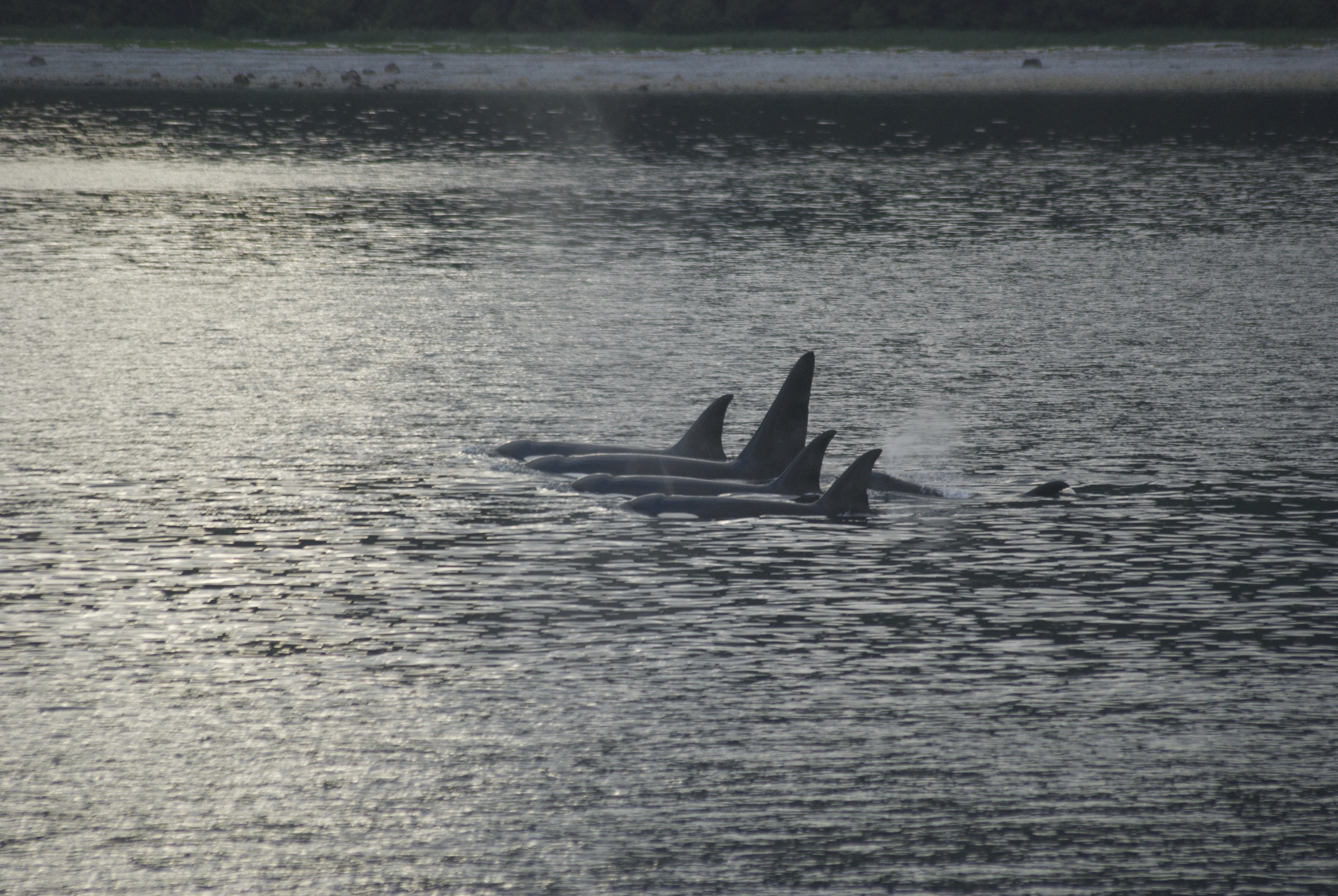 Killers whales, July 2015, Southeast Alaska. I'm not sure where we were (Kelp Bay?) but we spent a lovely evening watching this pod go about their business. 