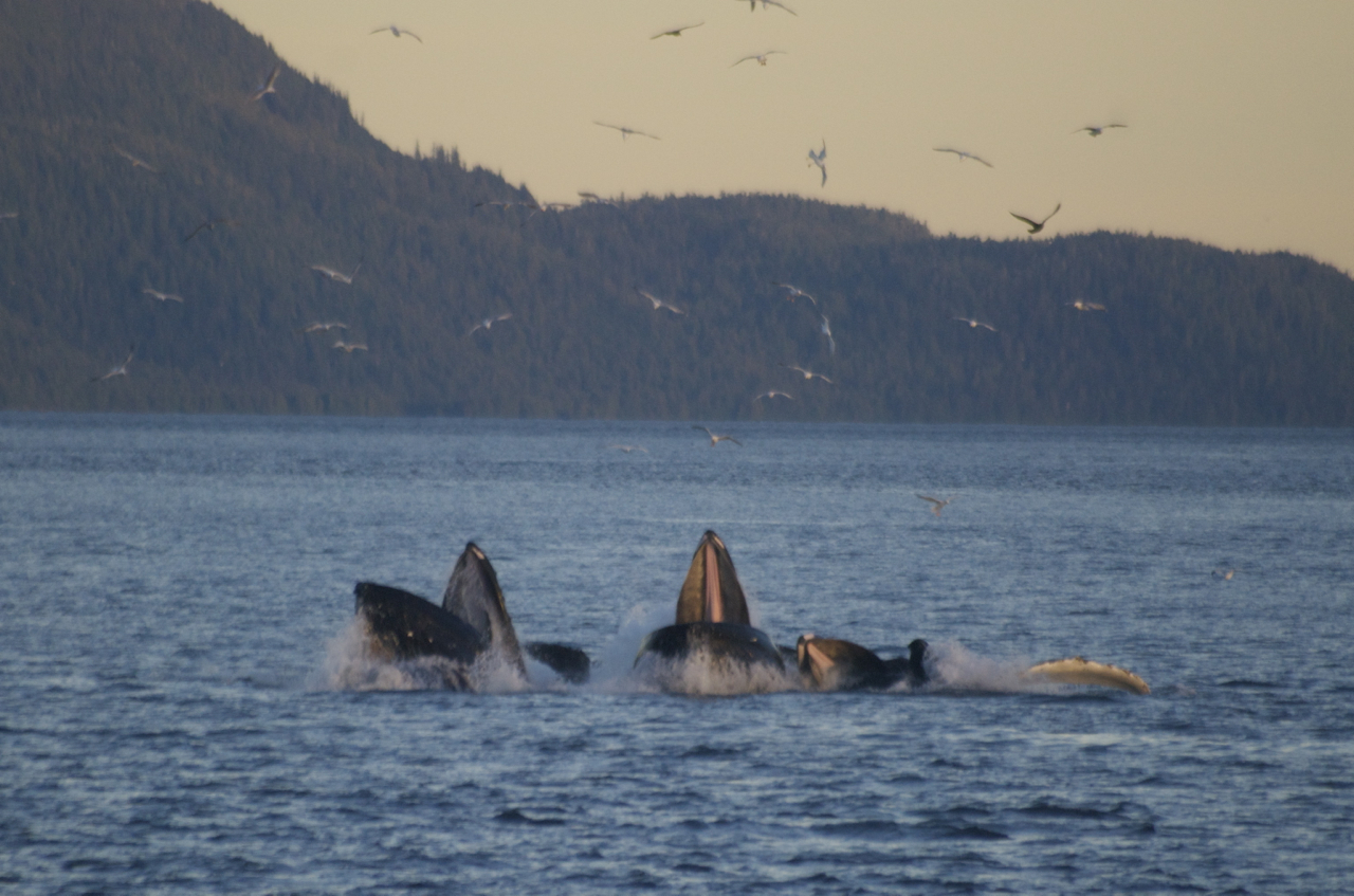 Bubble netting humpback whales, Wrangell Narrows, Alaska, September 2014. - 
