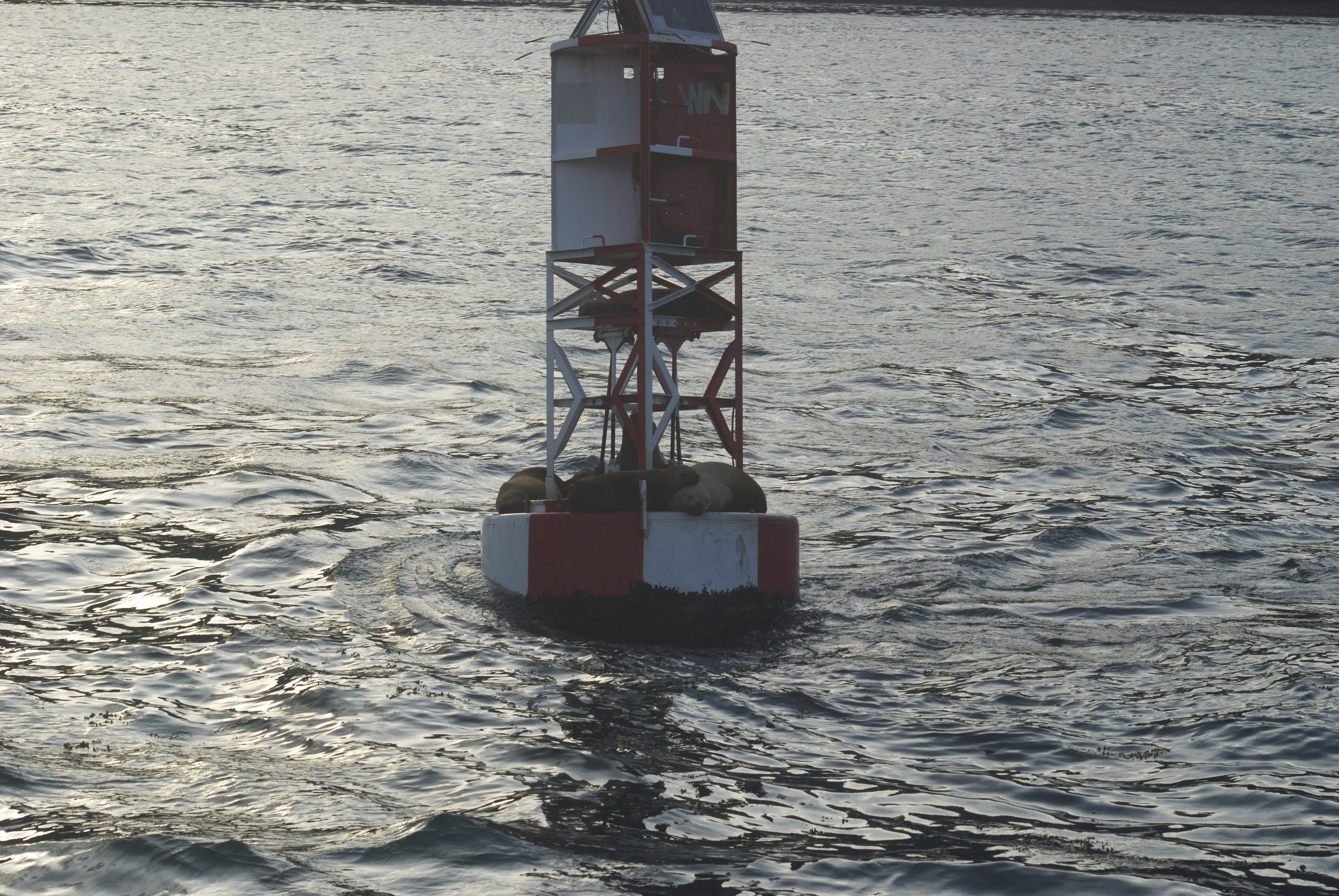 Buoy coming into Petersburg Alaska, a favorite place for napping. 