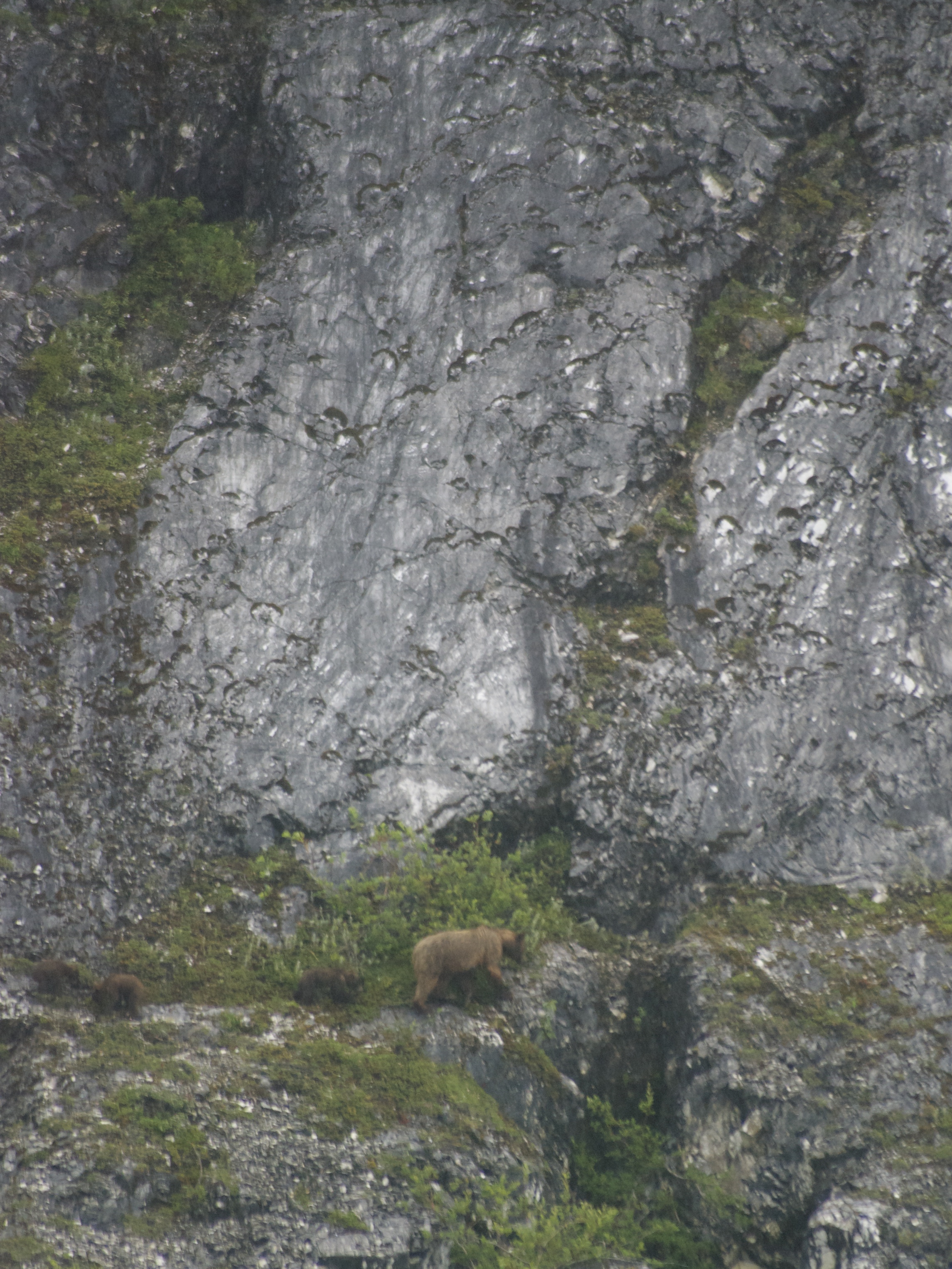 Mamma brown bear and three cubs, Glacier Bay, Alaska. July 2015