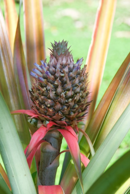 A decorative pineapple. I never realized that the body of the pineapple had blossoms, though in retrospect it makes sense. 